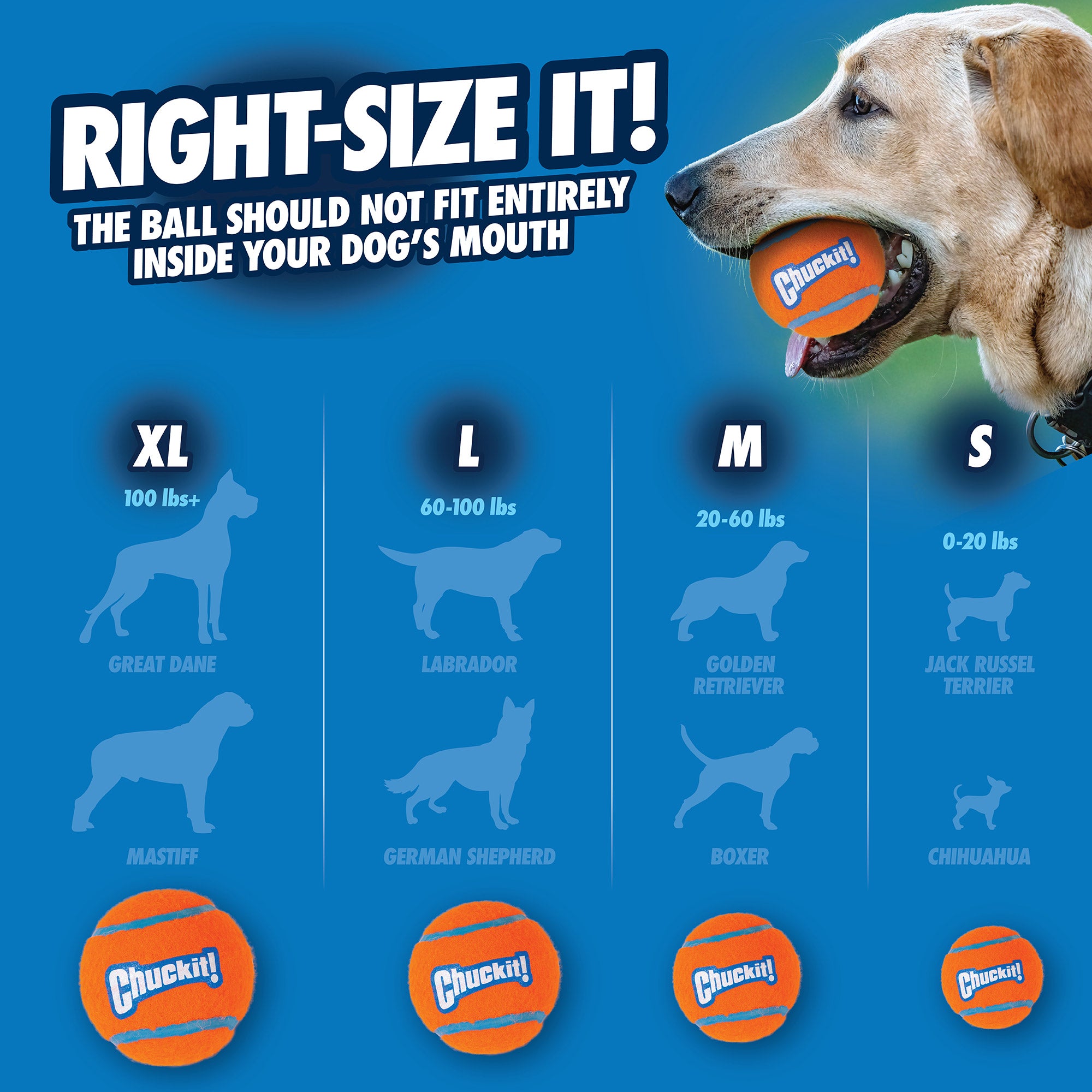 A graphic titled Right-Size It! features a dog with a ball, highlighting Chuckit Tennis Balls for Dogs in various sizes: XL for Great Dane, Mastiff; L for Labrador, German Shepherd; M for Golden Retriever; S for Jack Russell Terrier. Made by Chuckit, these high-bouncing balls ensure safe play by preventing mouth fit.