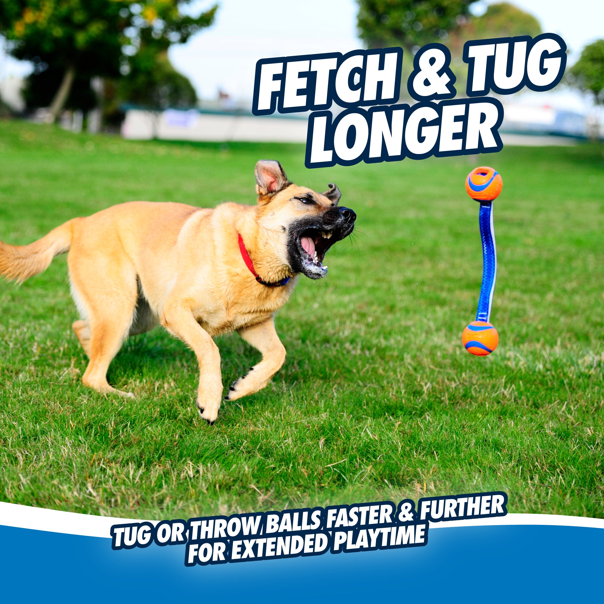 A tan dog with a red collar leaps joyfully on a grassy field, aiming mid-air for the durable fetch toy—Chuckit Ultra Duo Tug. The text reads, Fetch & Tug Longer: Throw or tug balls faster and further for extended playtime.