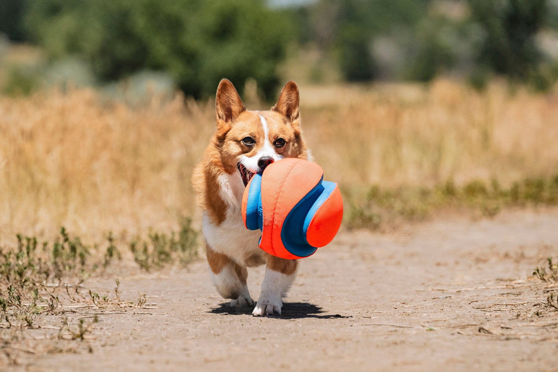 A corgi with a tan and white coat joyfully runs on a dirt path, gripping a Chuckit Kick Fetch Dog Toy in its mouth. The field and greenery in the background add to the playful scene.