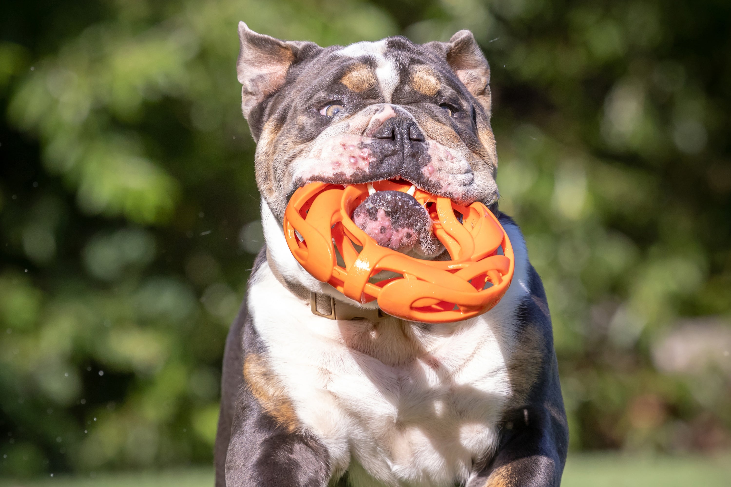 A Bulldog joyfully bounds across the grassy field with its Chuckit Air Fetch Football Dog Toy, an orange durable rubber toy from Chuckit, gripped firmly in its mouth, trees softly blurred behind.