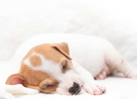 dog sleeping on its side