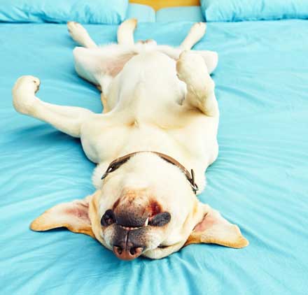 dog sleeping on its back