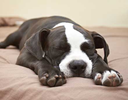 dog sleeping on its stomach