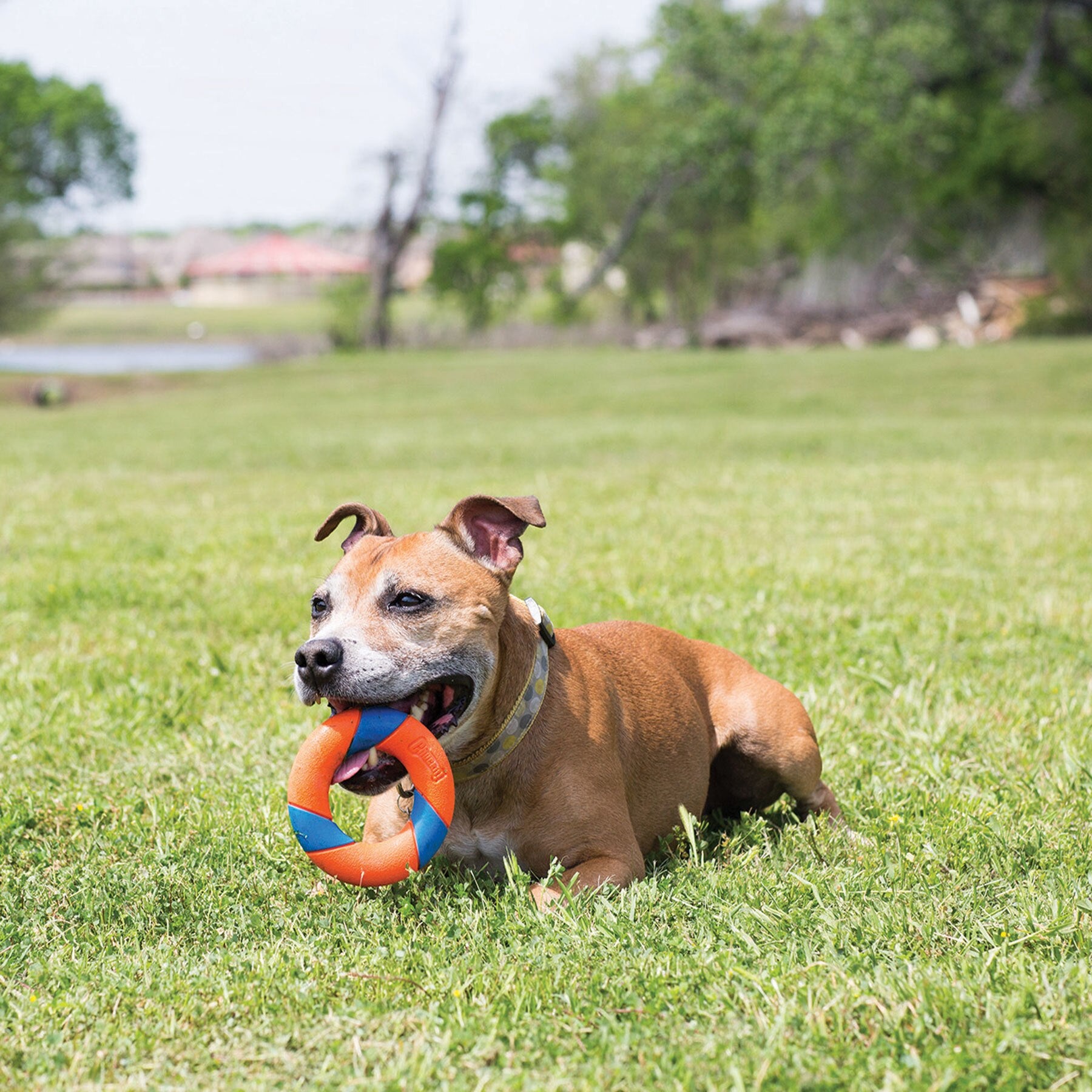 A brown dog with floppy ears lies on the grass, holding a bright Chuckit UltraRing Dog Fetch Toy in its mouth. In the background are a green field, trees, and a body of water beneath the clear sky.