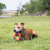 A brown dog with floppy ears lies on the grass, holding a bright Chuckit UltraRing Dog Fetch Toy in its mouth. In the background are a green field, trees, and a body of water beneath the clear sky.