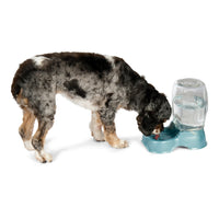 A curly-haired dog with a black, white, and brown patchy coat drinks from an eco-friendly Petmate Pet Cafe Gravity Water Bowl featuring a blue automatic gravity design and a clear tank.