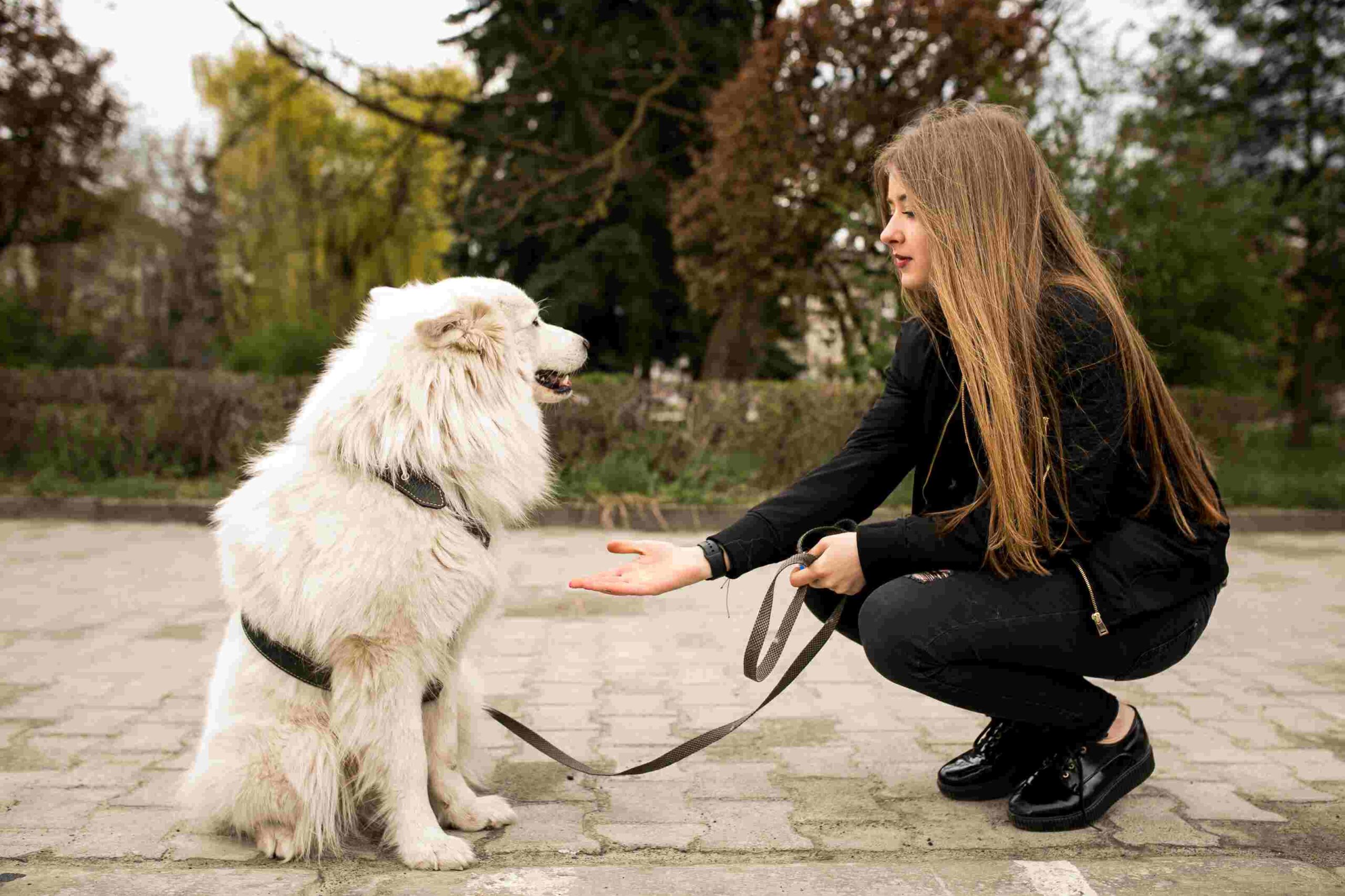 how to leash train a dog