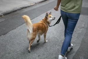 how to train a dog to walk on a leash