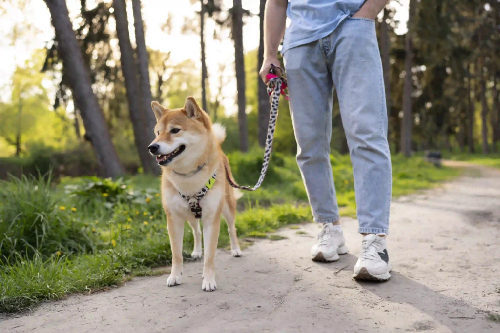 Leash Train an Adult Dog