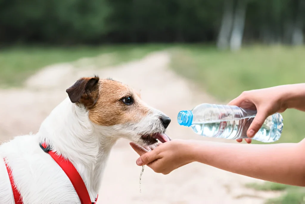 Dog Go Without Food and Water