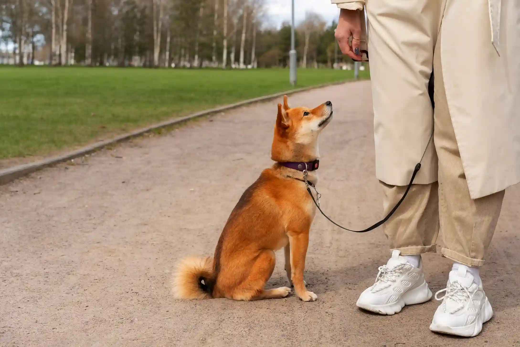 Dog leash training