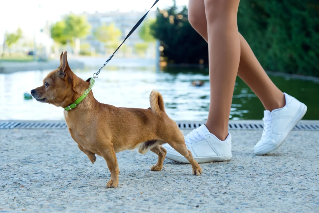 Dog to Walk on a Leash