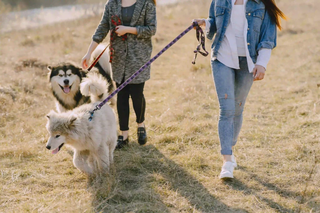 Dog to Walk on a Leash