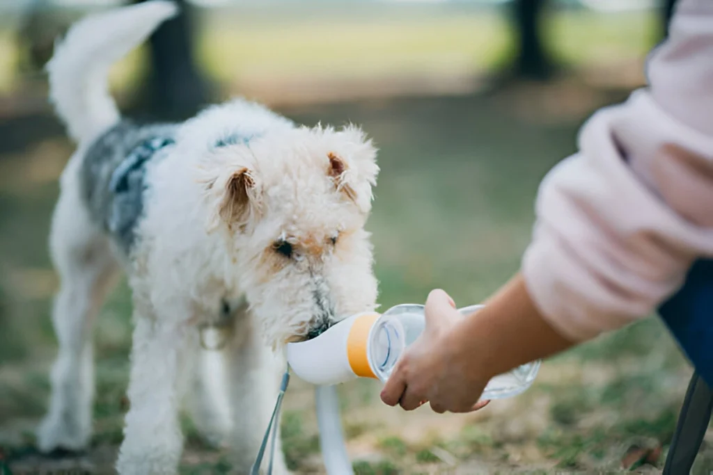 How Long Can a Dog Go Without Food and Water.