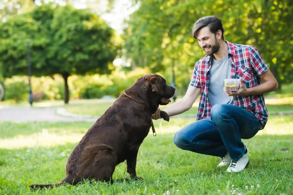 How to teach a dog to stay