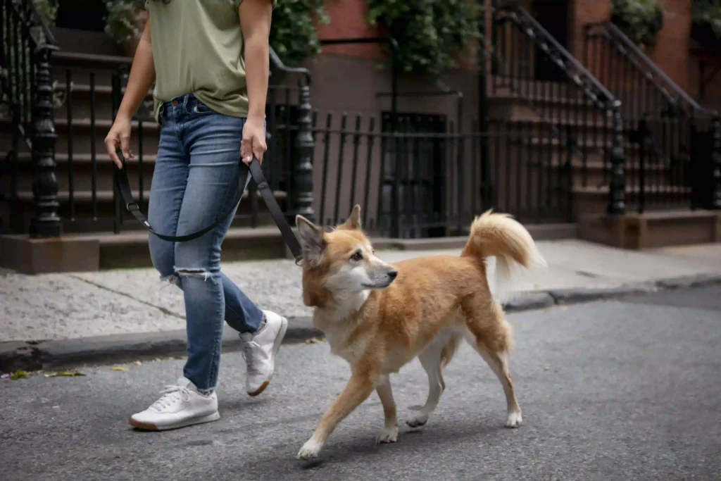 Leash Train a Dog