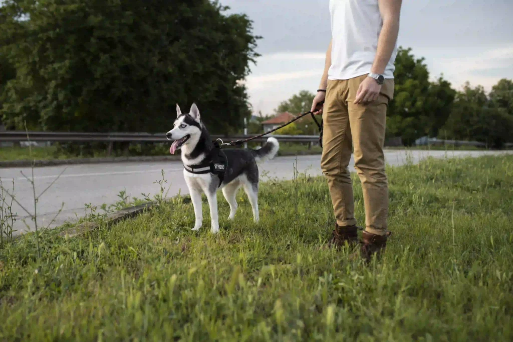 dog leash training