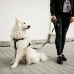 leash training adult dog