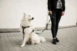 leash training adult dog