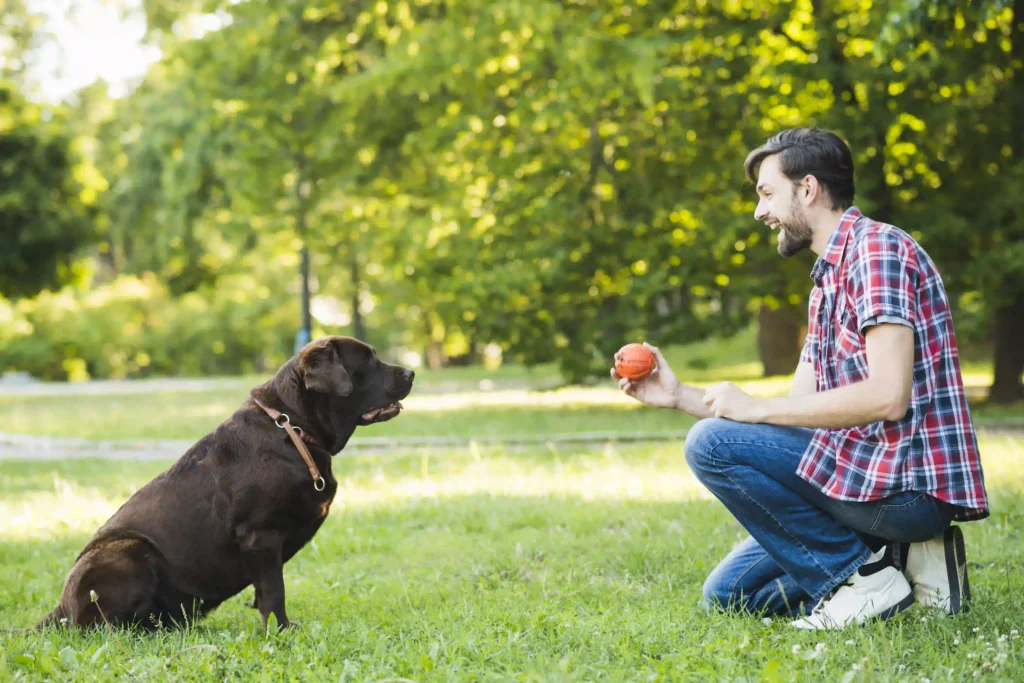 average cost of dog training