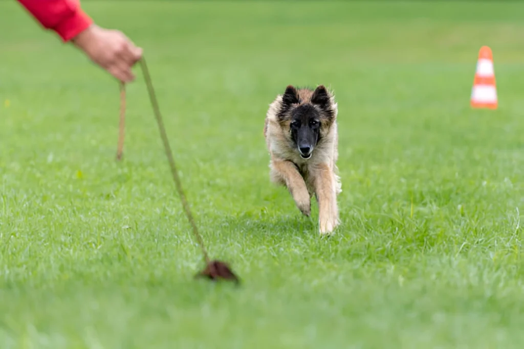 cost of dog training