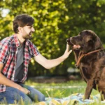 cost of dog training