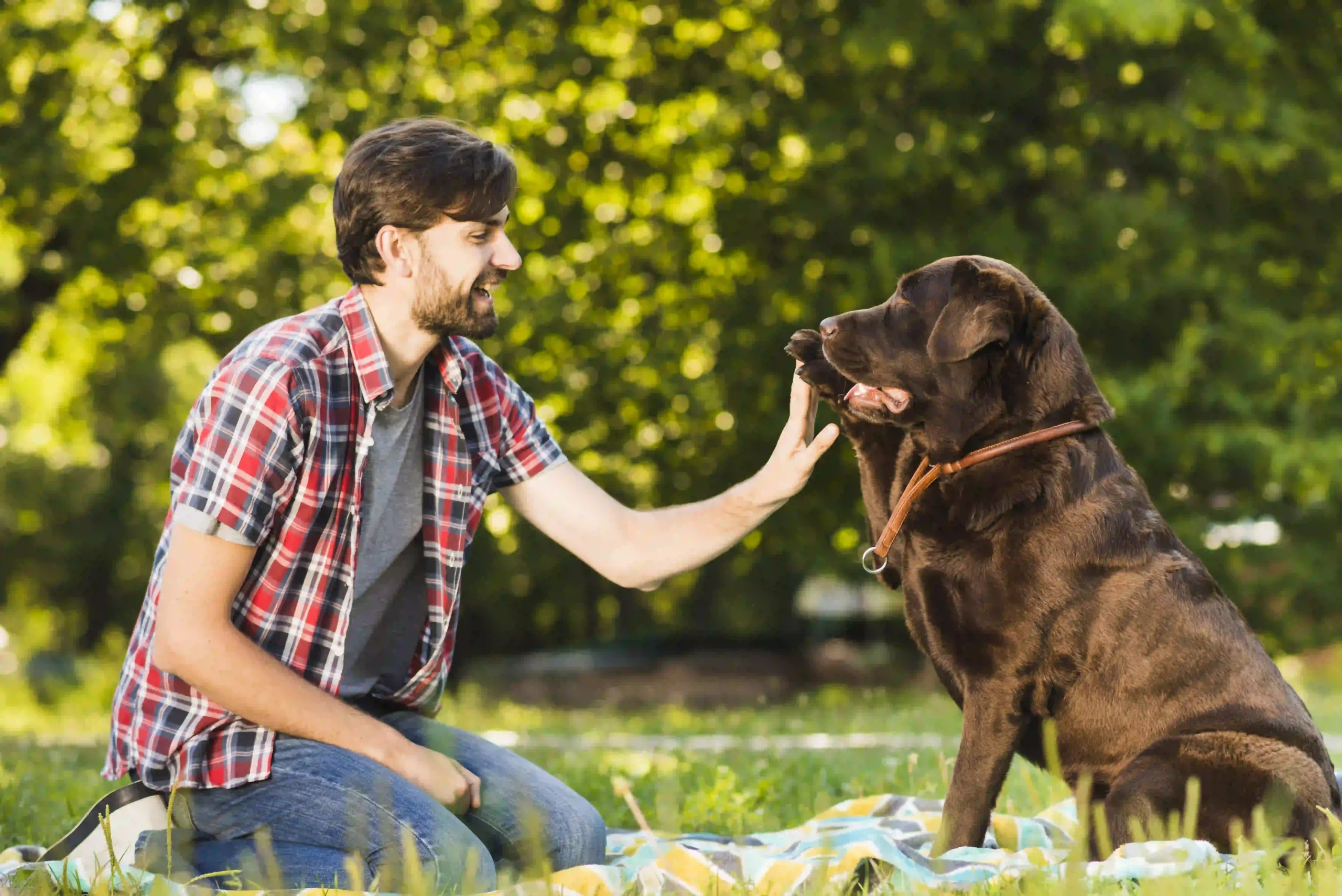 cost of dog training