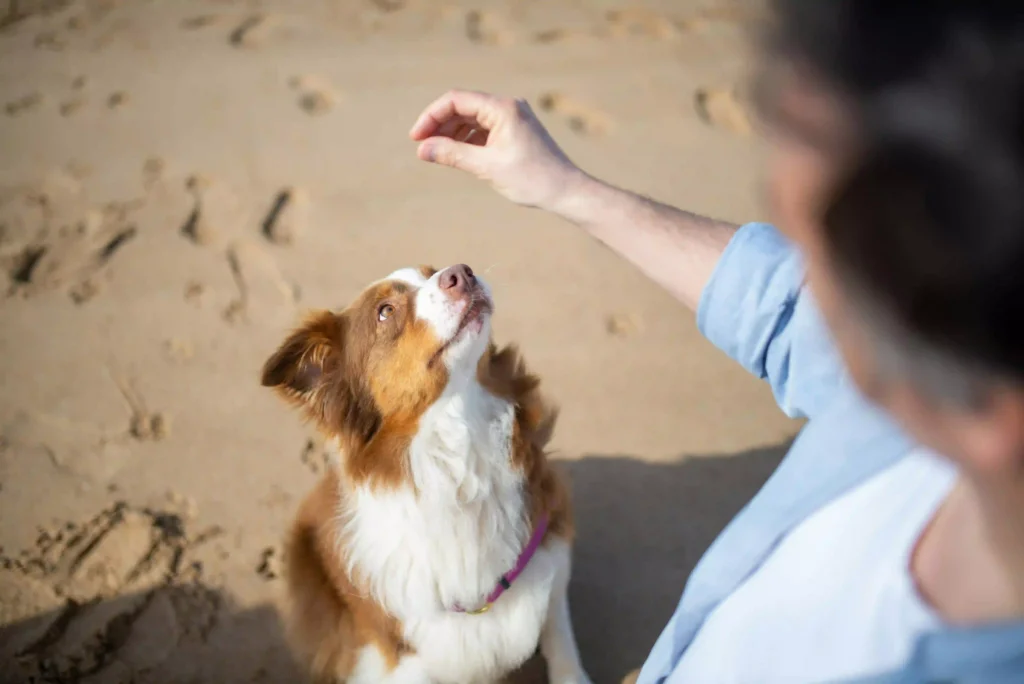 dog potty training