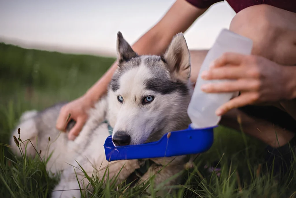 dogs without water