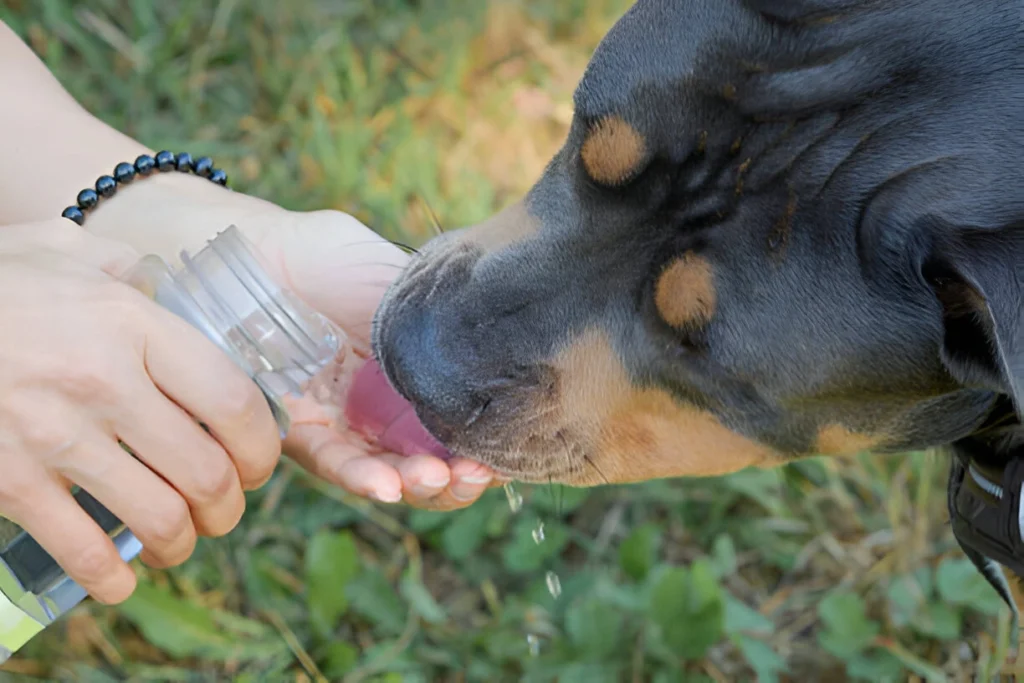 how long can dogs go without water