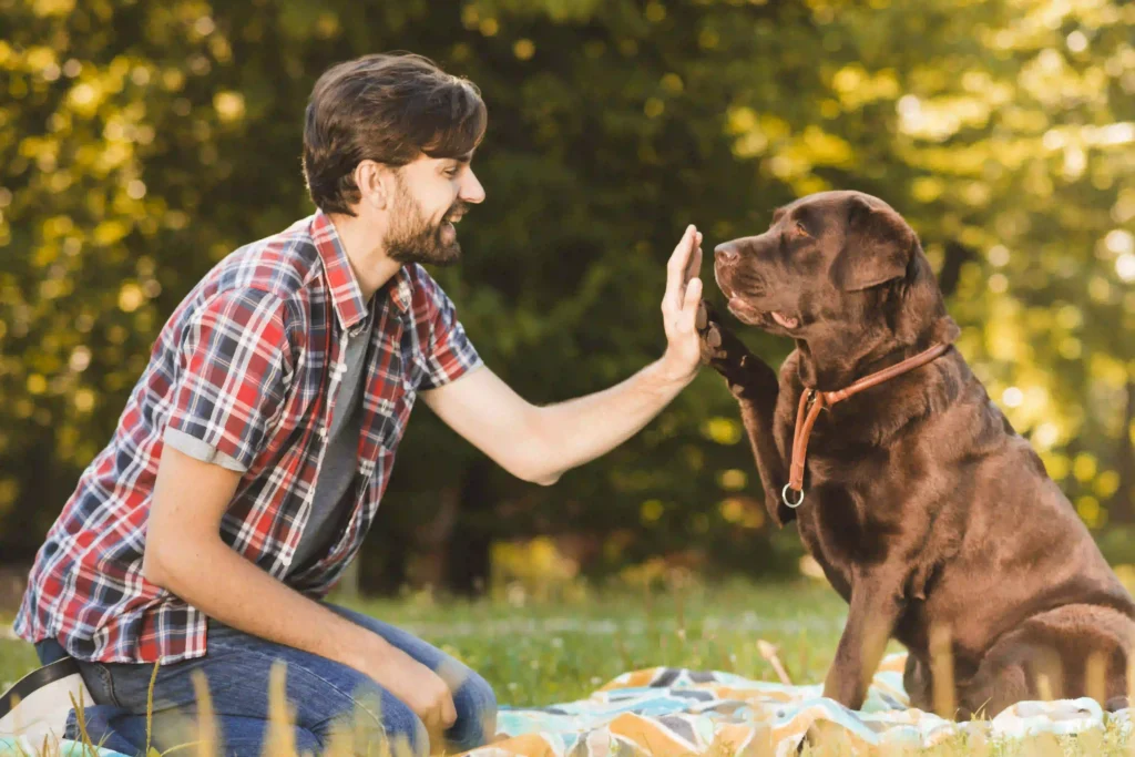 how much does dog training cost