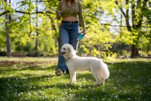 how much does private dog training cost