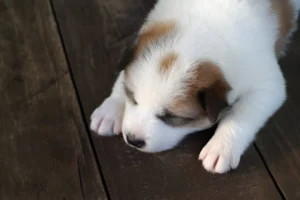 how much sleep do puppies need at 6 months