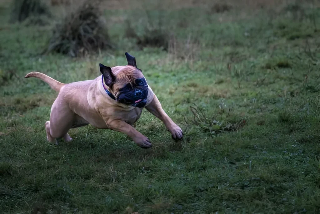 how to off leash train your dog