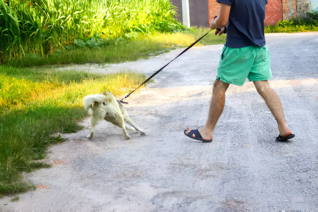 how to stop dog from pulling on leash