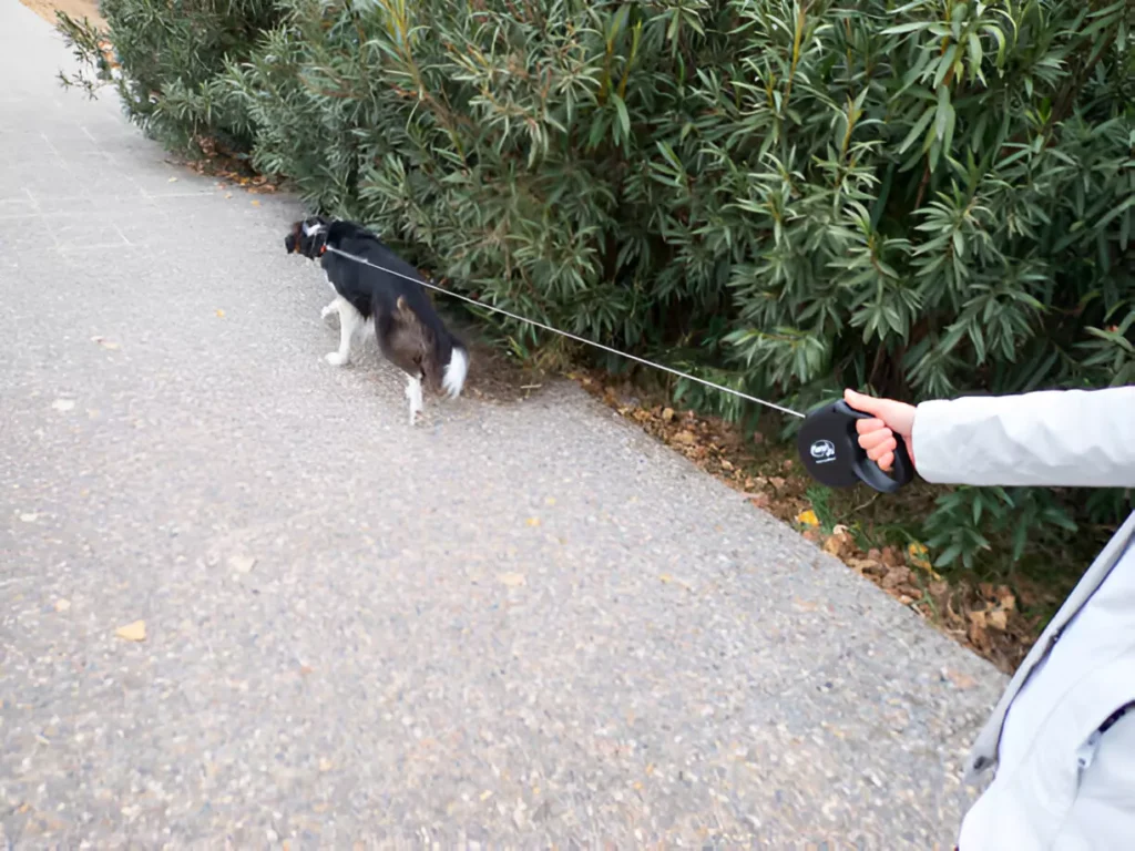 leash trick to stop dog pulling