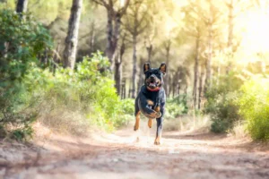 How to stop a dog from running away when off-leash