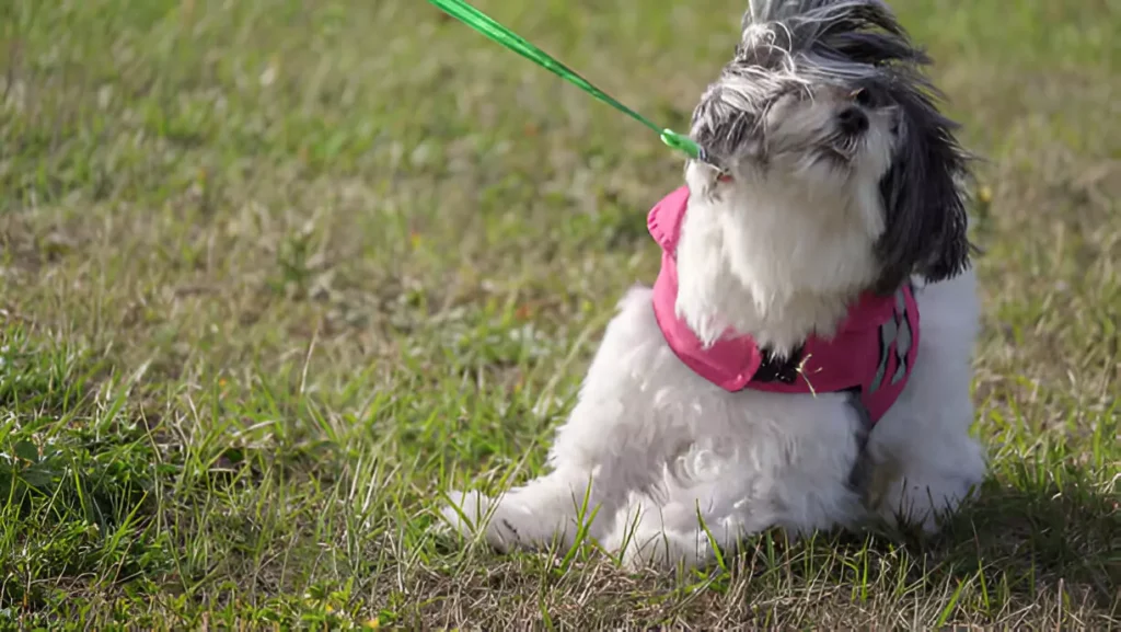 stop dog from pulling on leash