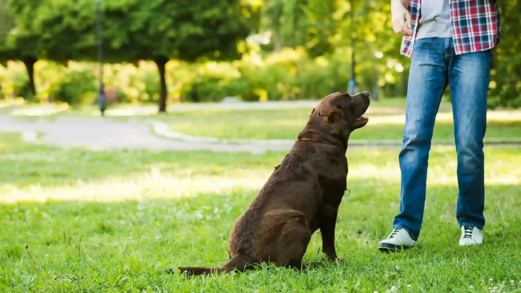 teach a dog to stay