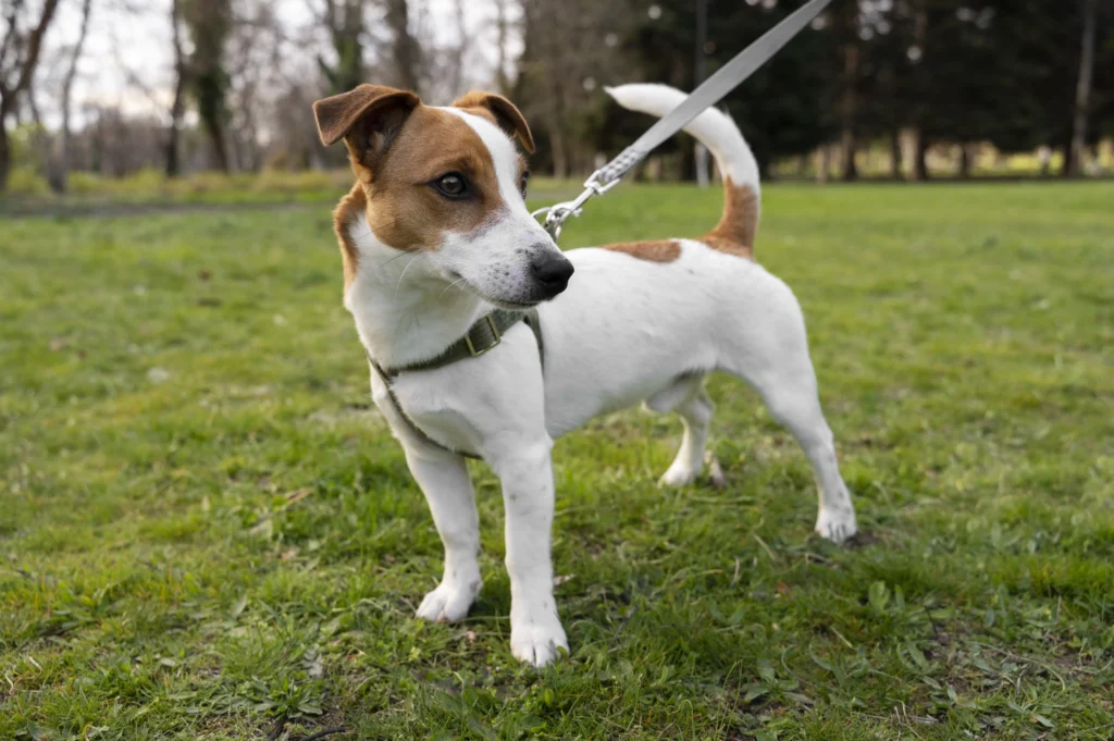 training your dog to walk without pulling