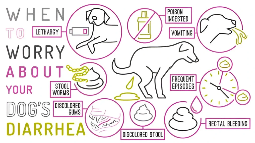 Feed a Dog with Diarrhea