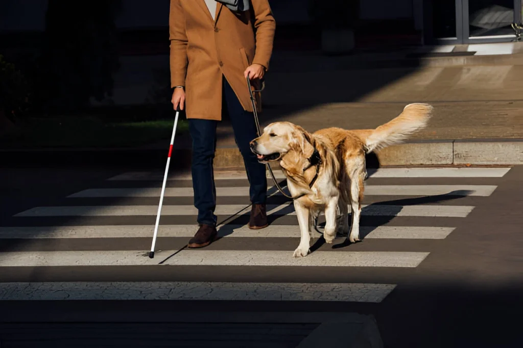 Service Dog