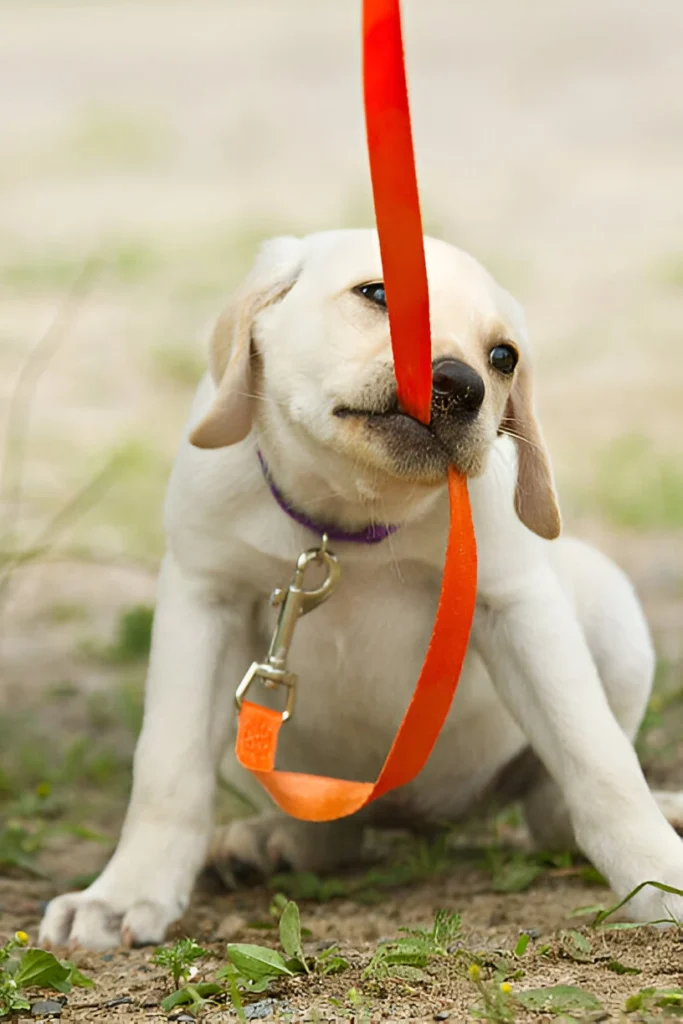 dog biting leash when walking