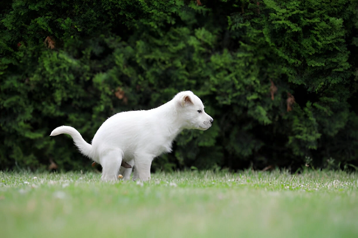 how to make a dog poop quickly