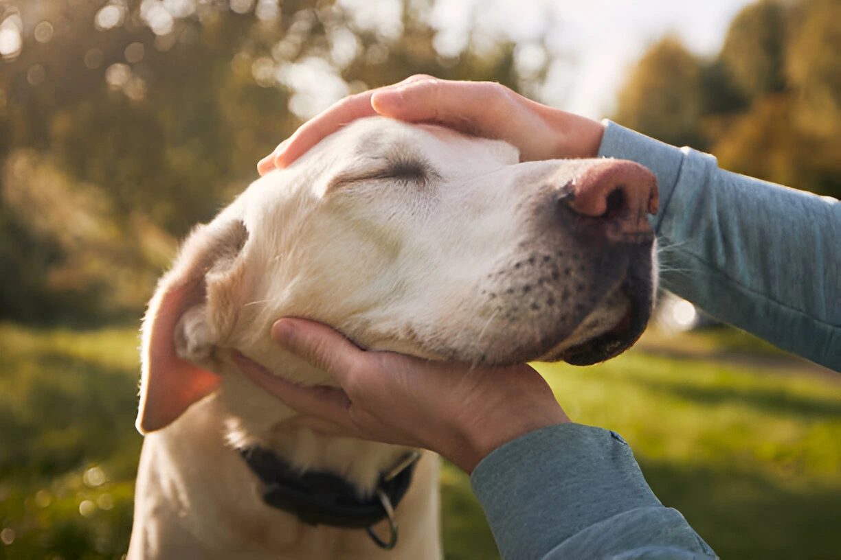 how to potty train an older dog