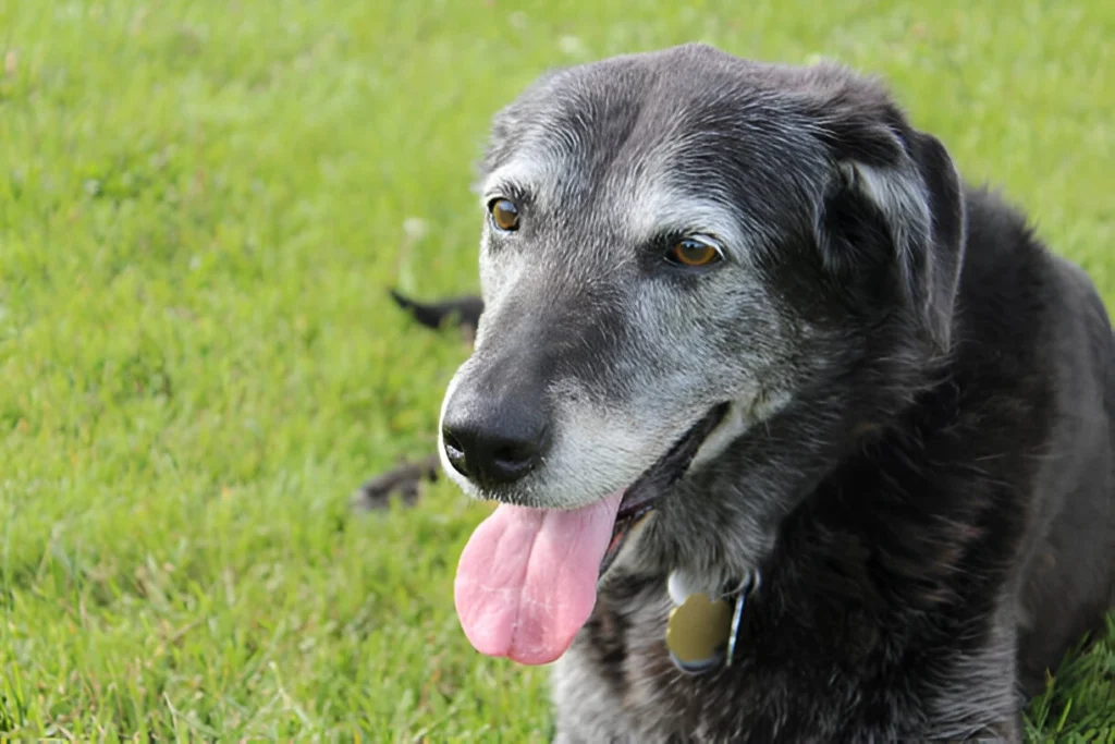 potty train older dog