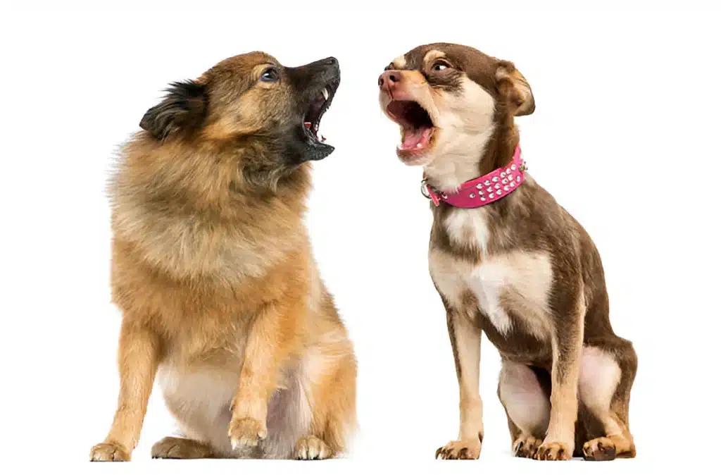 Dog Bark at Other Dogs