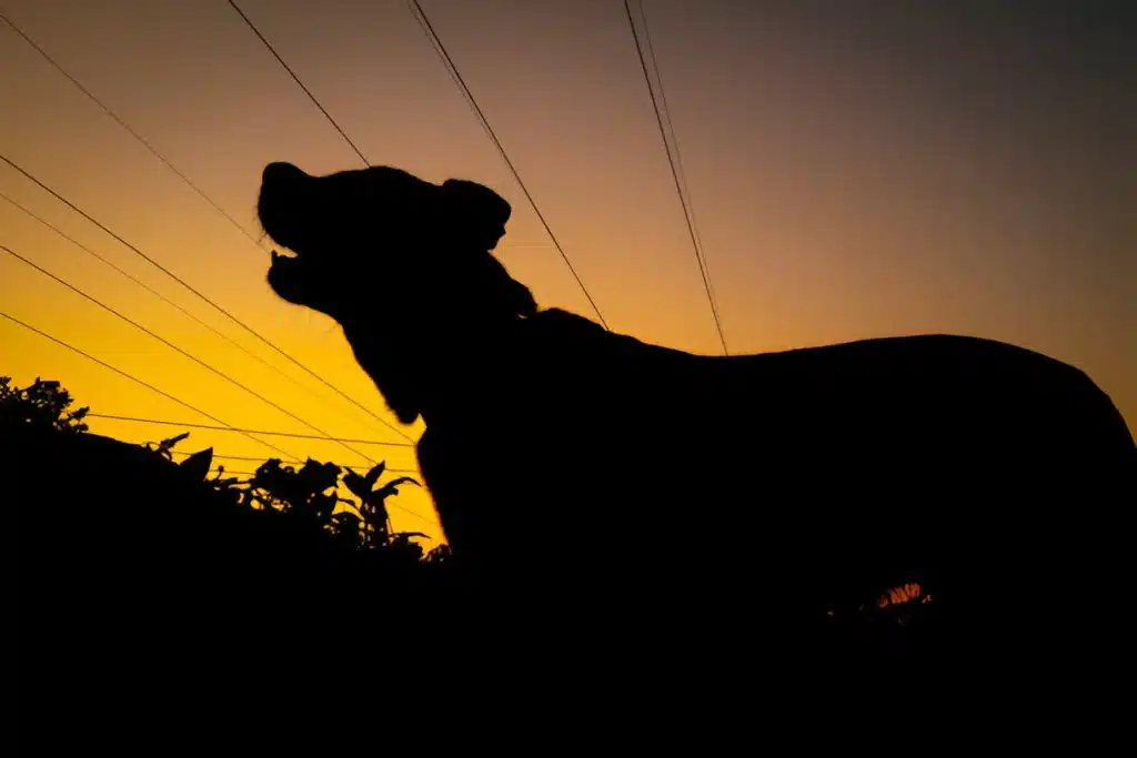 Dog Barking at Night