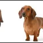 Basset Hound and the Dachshund