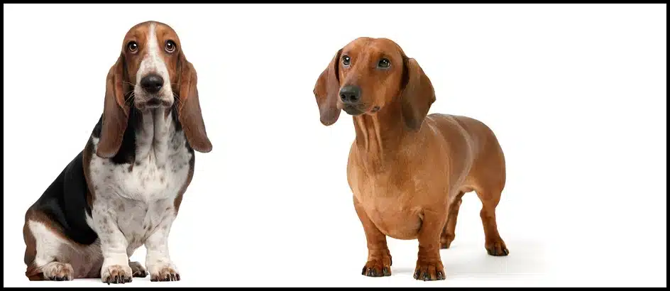 Basset Hound and the Dachshund